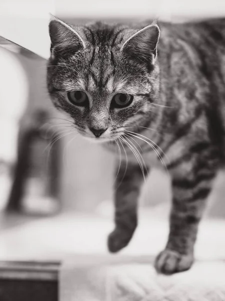 Tiro Tons Cinza Gato Pequeno Bonito Olhando Para Câmera — Fotografia de Stock