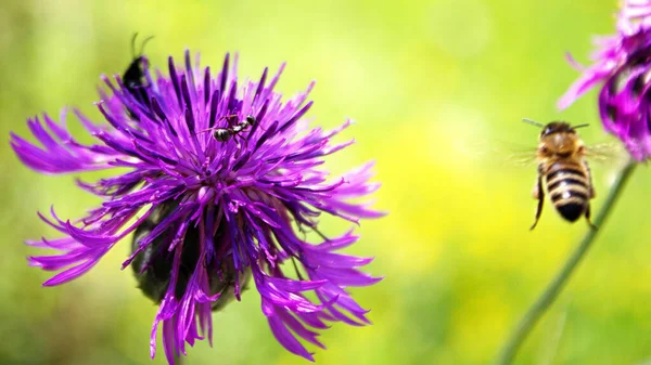Крупный План Пчелы Красивых Фиолетовых Цветах Чертополоха — стоковое фото