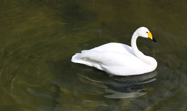 Cisne Whooper Flutuando Lago — Fotografia de Stock