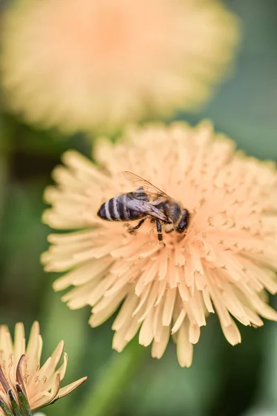 Bel Colpo Ape Che Raccoglie Polline Fiore Giallo Giardino — Foto Stock