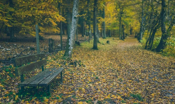 Piękne Ujęcie Starej Drewnianej Ławki Gęstym Lesie Jesienią — Zdjęcie stockowe