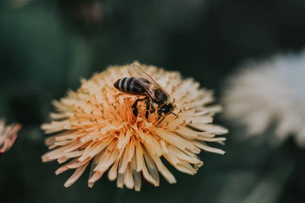 庭の黄色い花に花粉を集める蜂の美しいショット — ストック写真