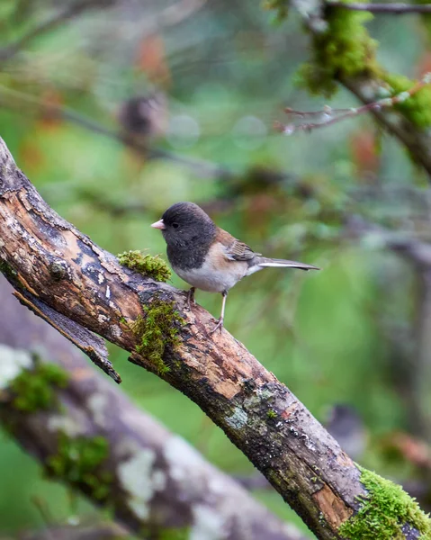 Eine Vertikale Aufnahme Eines Niedlichen Kleinen Dunkeläugigen Junco Vogels Der — Stockfoto