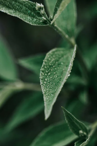 Las Hojas Frescas Brillantes Verdes Planta Con Las Gotas Rocío — Foto de Stock