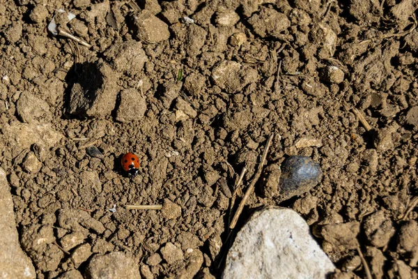 俯瞰着栖息在岩石地面上的小瓢虫 — 图库照片