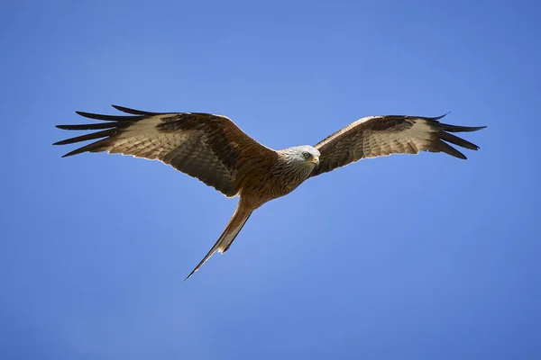 Een Majestueuze Kale Adelaar Vlucht Onder Een Heldere Blauwe Lucht — Stockfoto