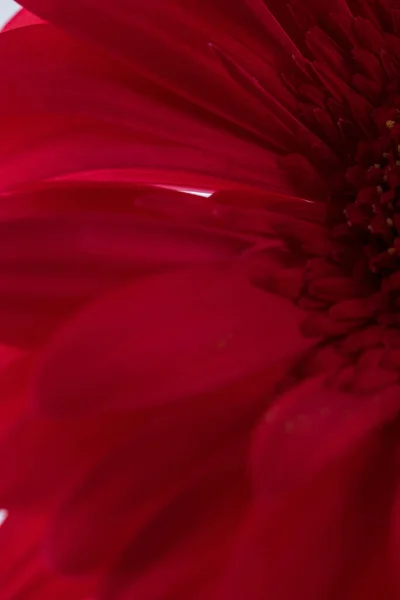 แมคโครช อตของ Gerbera แดง — ภาพถ่ายสต็อก