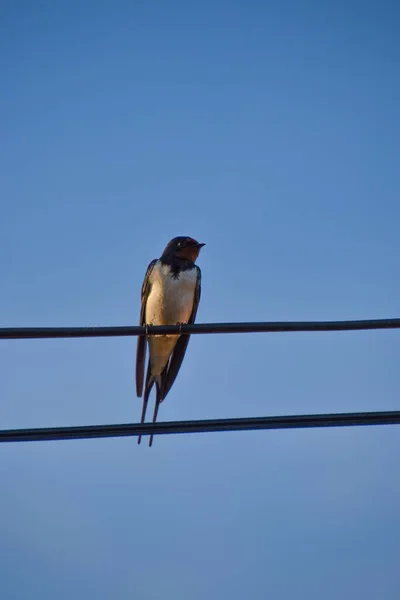 Hermoso Tiro Pájaro Golondrina Del Granero Posado Alambre Contra Cielo —  Fotos de Stock