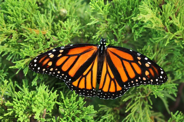Una Hermosa Mariposa Monarc Aislada Una Planta Verde — Foto de Stock