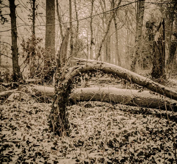 Ein Teilweise Umgestürzter Brauner Baum Wald Winter — Stockfoto