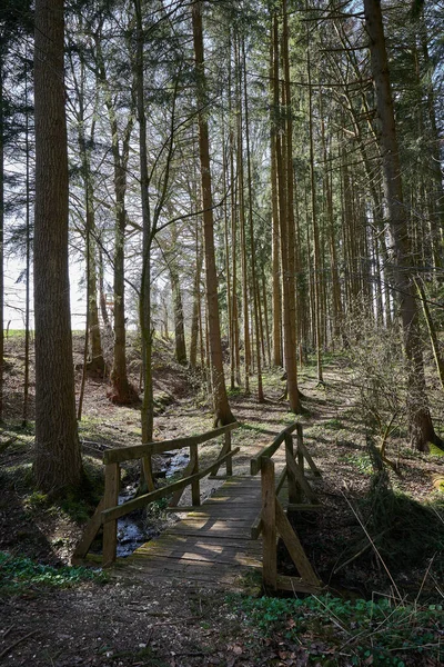 Вертикальный Кадр Деревянного Пути Голом Лесу — стоковое фото