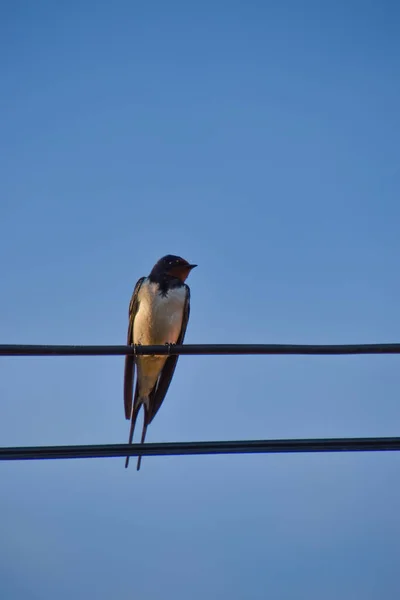 Güzel Bir Ahır Kırlangıç Kuşu Mavi Gökyüzüne Karşı Bir Kabloya — Stok fotoğraf