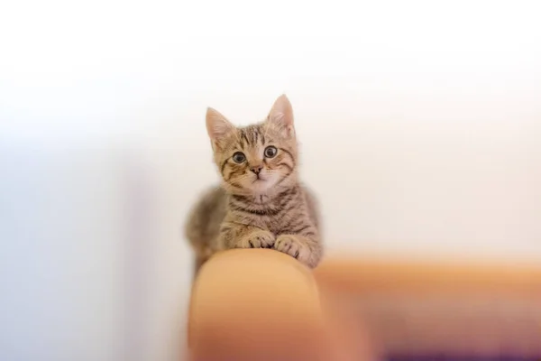 Adorable Striped Kitten Attentive Look Sitting Brown Sofa — Stok Foto
