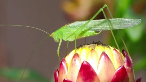 Primer Plano Hermoso Insecto — Vídeos de Stock