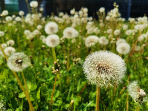 Selective Focus Shot White Dandelions Field — Stock Photo, Image