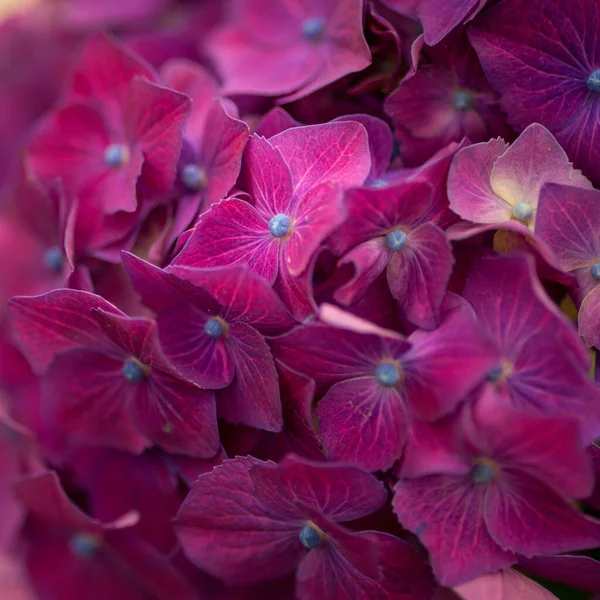 Closeup Shot Bunch Dark Pink Hydrangeas Flowers — Stok fotoğraf