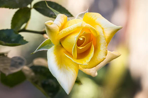 Closeup Shot Blooming Yellow Rose — Stock Photo, Image