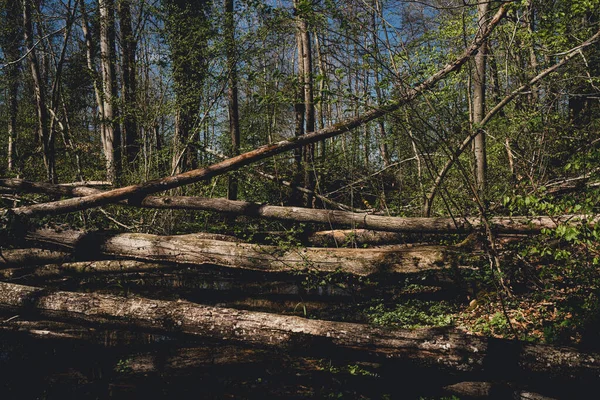 Primer Plano Árboles Caídos Cubiertos Musgo Bosque — Foto de Stock