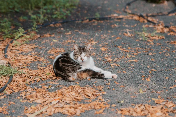 Pequeño Gato Modelado Yaciendo Suelo Entre Hojas Secas — Foto de Stock