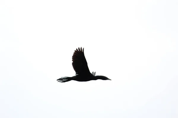 Gros Plan Petit Cormoran Volant Isolé Sur Fond Blanc — Photo