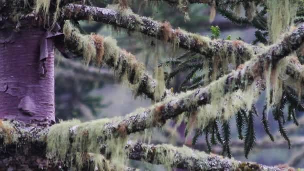Wideo Sosny Araucaria Lesie Wiatrem Wiejącym Jego Wiszące Liście — Wideo stockowe