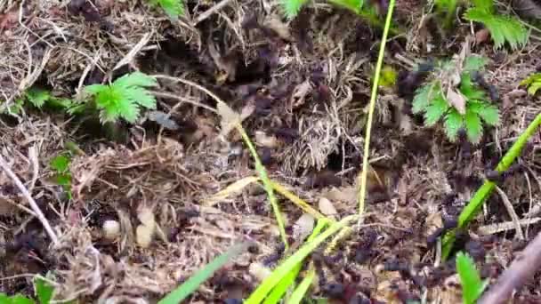巣のために葉や材料を集める群れアリのタイムラプスビデオ — ストック動画