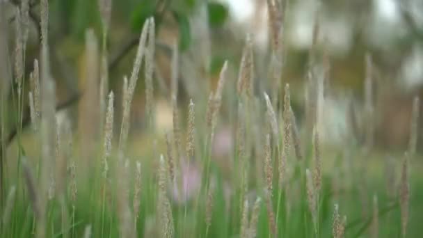 Green Grass Blur Background Bokeh Blurred Natural Light Effect — Stock Video