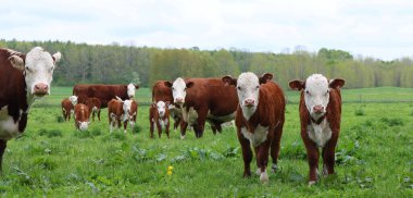 A drove of brown Hereford Cows with their calves in the field clipart