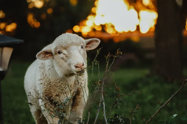 Ένα Πρόβατο Στο Αγρόκτημα Ένα Θολό Φόντο — Φωτογραφία Αρχείου