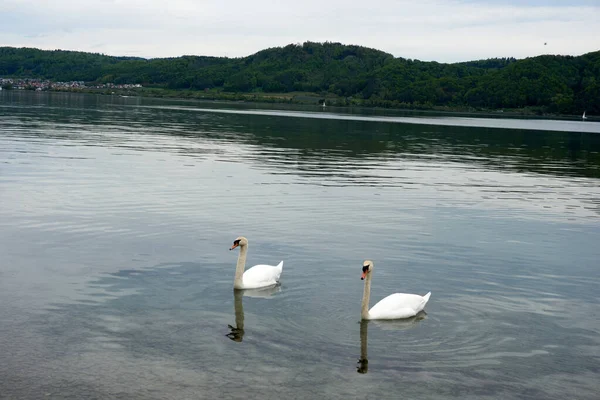 その中に白鳥が浮かんでいる湖の上の曇った空 — ストック写真