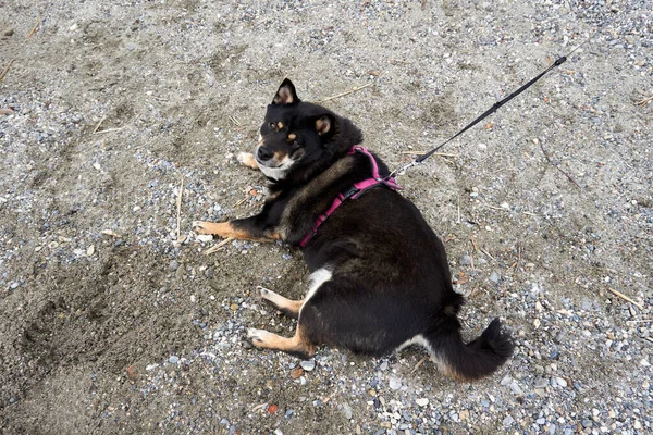 Cão Shiba Inu Preto Deitado Areia — Fotografia de Stock