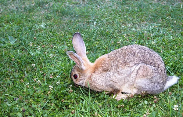 野原で草を食べるふわふわのウサギ — ストック写真