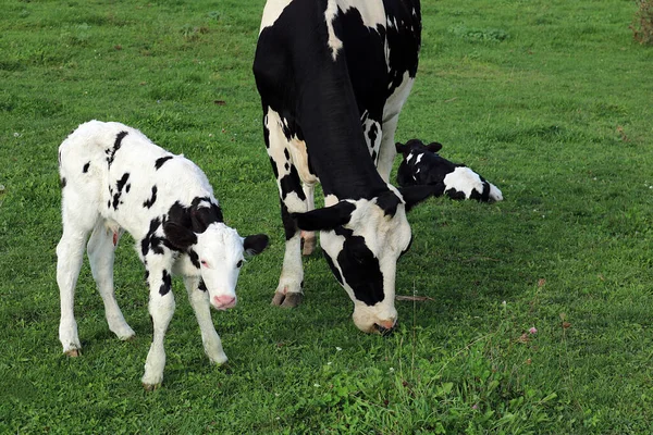 Uma Vaca Mãe Holstein Está Pastando Pastagem Com Seus Bezerros — Fotografia de Stock