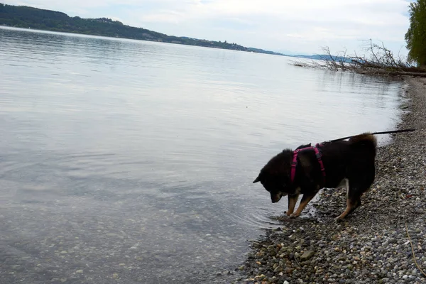 Ein Schwarzer Shiba Inu Hund Benetzt Seine Pfote Fluss — Stockfoto