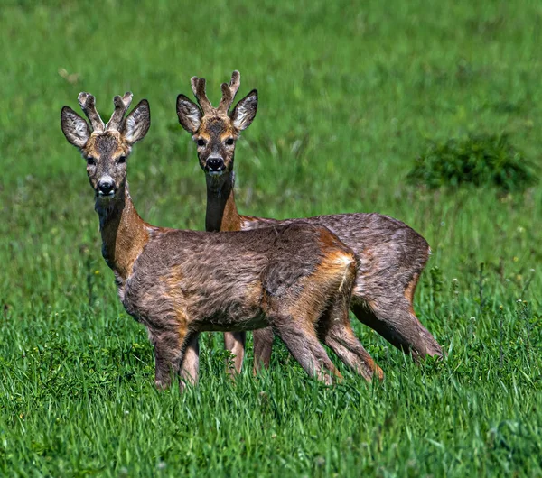 緑の芝生の上に立っているカメラを見ている2頭の鹿 — ストック写真