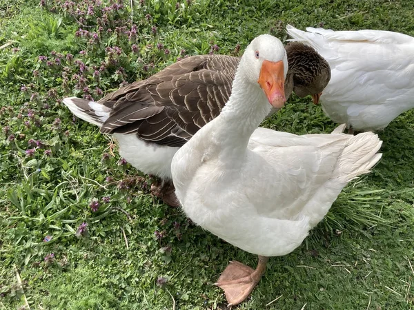 Adorables Oies Blanches Grises Sur Herbe Verte — Photo