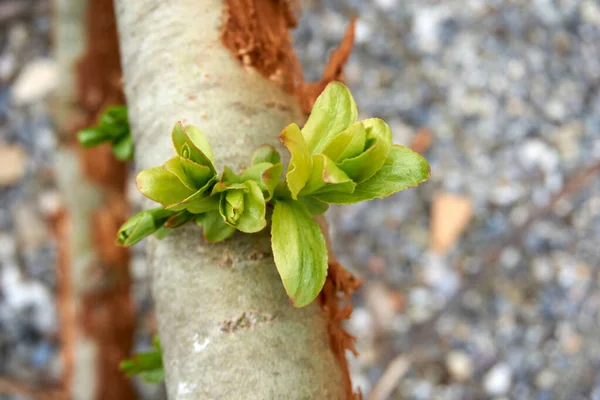 Grüne Blüten Auf Einem Dünnen Stamm Eines Beschädigten Baumes — Stockfoto