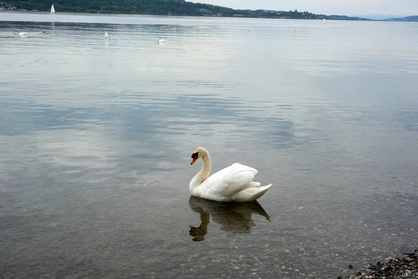 その中に白鳥が浮かんでいる湖の上の曇った空 — ストック写真