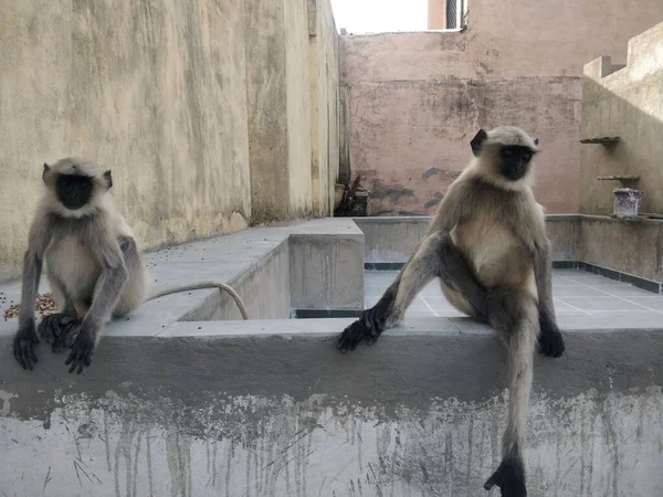 Primer Plano Dos Monos Cara Negra Zoológico Rajastán India —  Fotos de Stock