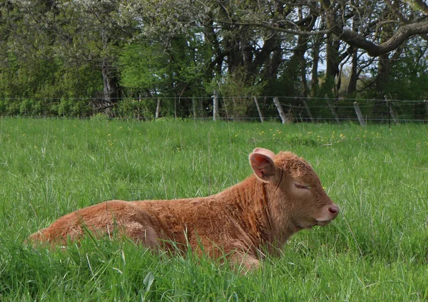 一头棕色的Charolais牛躺在田里 — 图库照片
