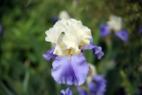 Une Mise Point Sélective Beau Grand Iris Barbu Dans Jardin — Photo