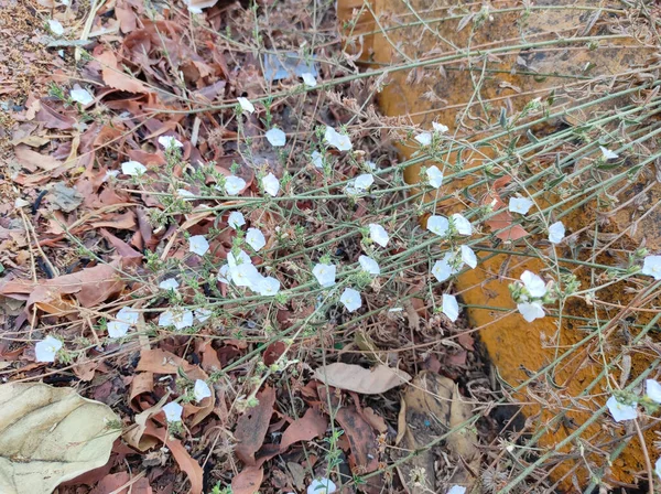 Skud Små Hvide Blomster Tørre Blade - Stock-foto