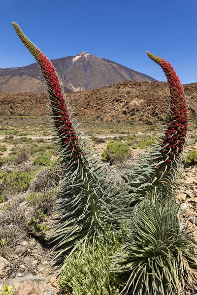 Tiro Vertical Echium Wildpretii Parque Nacional Teide Sob Luz Sol — Fotografia de Stock