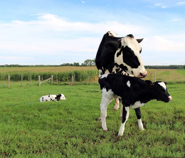 Une Mère Vache Holstein Lie Avec Ses Bébés Veaux Jumeaux — Photo