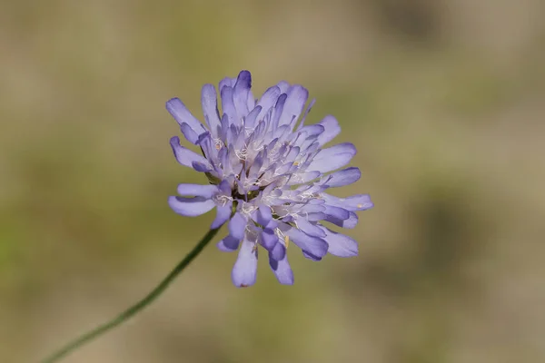 Una Knautia Arvensis Púrpura Flor Escabrosa Campo Jardín — Foto de Stock