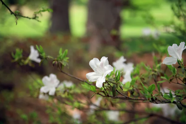 Selective Focus Shot Beautiful White Jasmine Flowers Garden — Stok fotoğraf