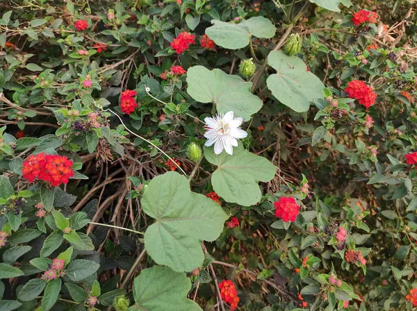 Eine Nahaufnahme Von Blumen Garten — Stockfoto