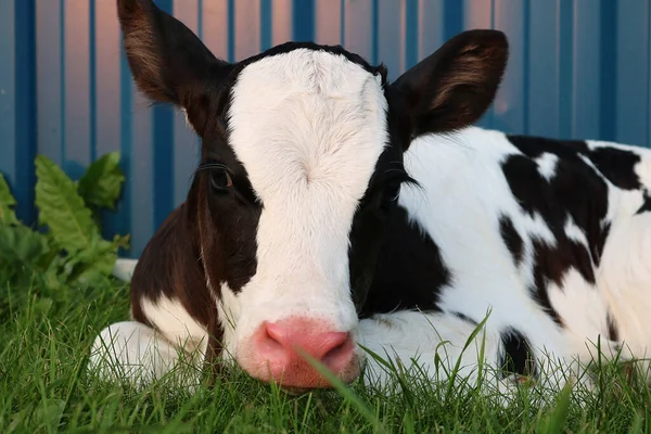 Egy Újszülött Holstein Borjú Fekszik Fűben — Stock Fotó