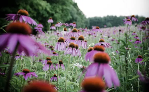 Eine Nahaufnahme Von Blumen Auf Einem Feld — Stockfoto