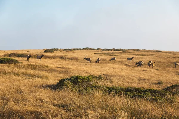 Beautiful Shot Tule Elks Grazing Point Reyes National Park California — Stok fotoğraf